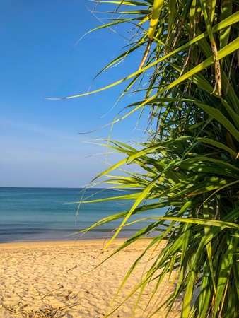 beach, palm trees and Andaman sea in Thailand on Phuket islandの写真素材