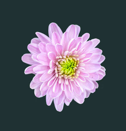 photo flower, isolate