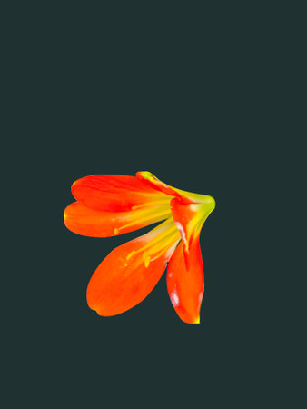 photo flower, isolate