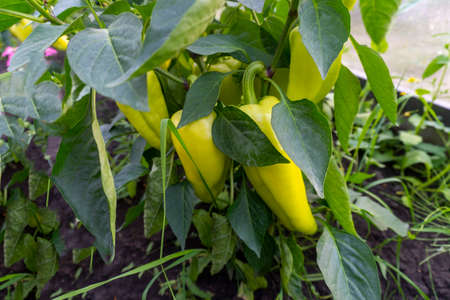 bell pepper on a bush garden