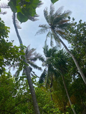 Maldives, ocean, sea, beach, palm treesの写真素材