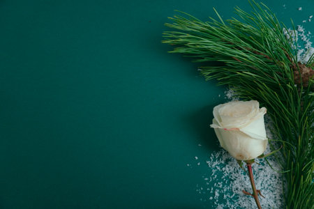card for new year and christmas with a branch of a fir-tree and a white roseの写真素材