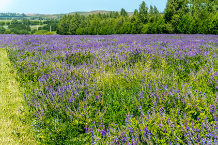 Lilac wildflowers in summer outside in the villageの写真素材