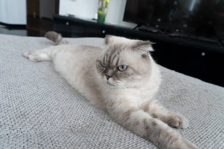 photo of a white cat of the Scottish breedの写真素材