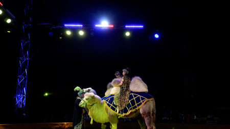 Naberezhnye Chelny, Russia - November 13,2022: Big top circus arena. camels