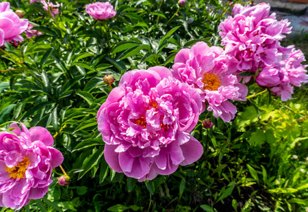 Pink peonies on a bush in the garden in summerの写真素材