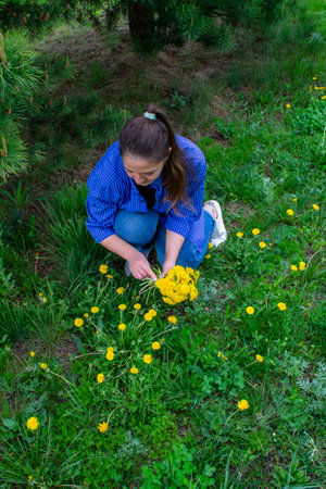 Young woman collects yellow flowers dandelions in the fieldの写真素材