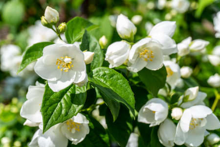 White jasmine flowers on a bush in the garden in summer