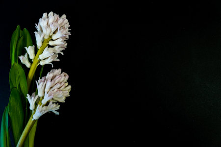 Flat Lay, postcard for death, funeral. White hyacinth flowers on black backgroundの写真素材
