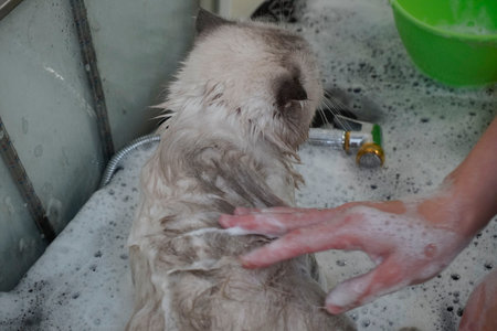 cat visits groomer, groomer bathing a catの写真素材