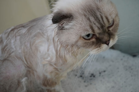 cat visits groomer, groomer bathing a catの写真素材