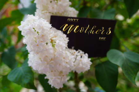 Card, banner, congratulations on Mothers Day, white lilacの写真素材
