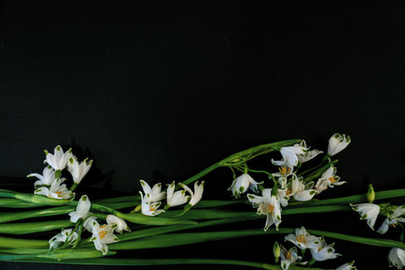 Flat Lay, postcard for death, funeral. White snowdrop flowers on black backgroundの写真素材