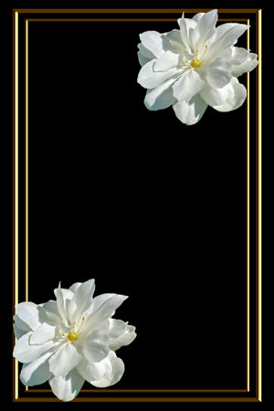 Postcard or invitation to a funeral, death. With flowers on a black backgroundの写真素材