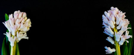 Flat Lay, postcard for death, funeral. White hyacinth flowers on black backgroundの写真素材