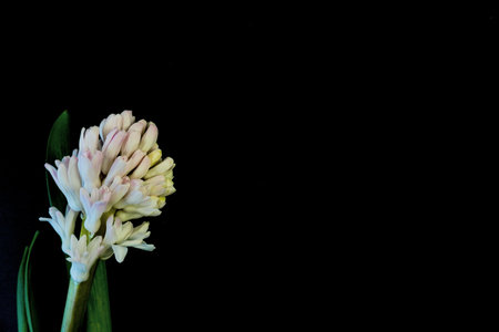 Flat Lay, postcard for death, funeral. White hyacinth flowers on black backgroundの写真素材