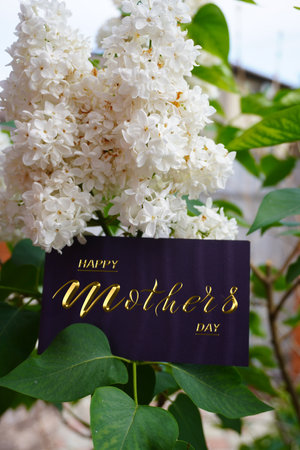 Card, banner, congratulations on Mothers Day, white lilacの写真素材