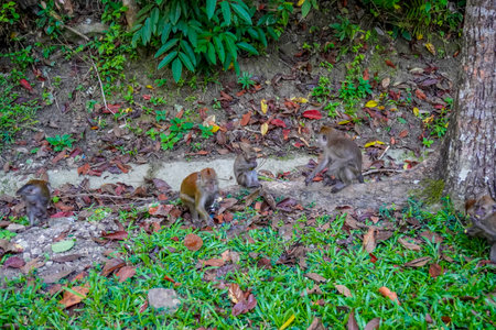 Monkeys on the streets of Langkawi, Malaysia