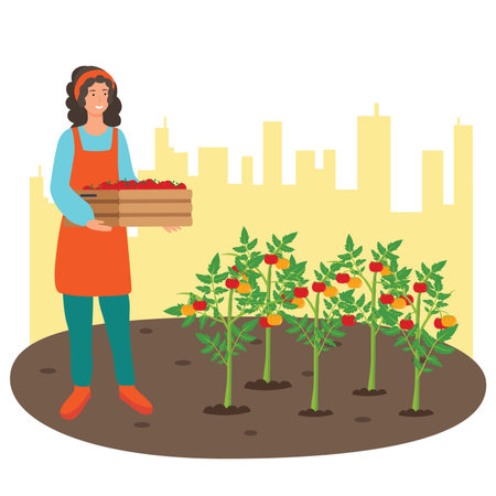 A Woman gathering tomatoes in the urban garden on the rooftop.のイラスト素材