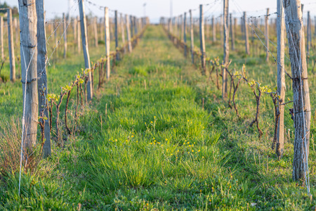 Wooden poles with stretched metal wire support the vineyard in sunny day. Vineyards agriculture in spring. Selective focus.の写真素材