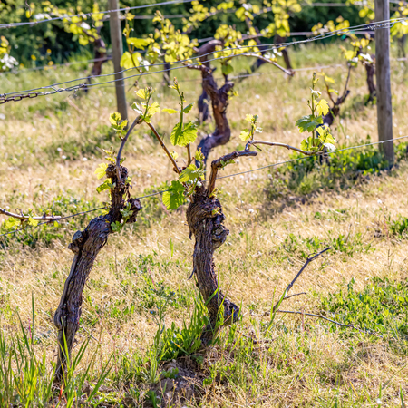 Young green leaves on an old French vine. Vineyards agriculture in spring. Vine in springtime. Soft focus. Closeup.の写真素材