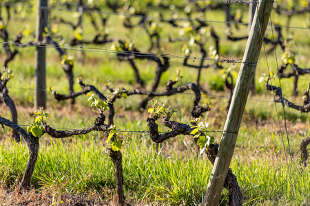 Wooden poles with stretched metal wire support the vineyard in sunny day. Vineyards agriculture in spring. Selective focus.の写真素材