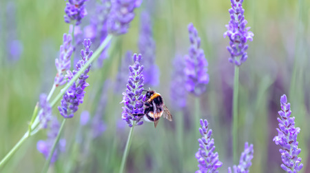Lavender. Blooming purple lavender flowers and green grass in the meadows or fields. Bumblebee on a lilac flower. Blurry natural background. Toned image is out of focus. Soft focus.の写真素材