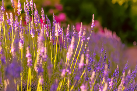 Lavender. Blooming purple lavender flowers and green grass in the meadows or fields. Violet flower in summertime. Blurred natural background. Toned image is out of focus. Soft focus. Art photography.の写真素材