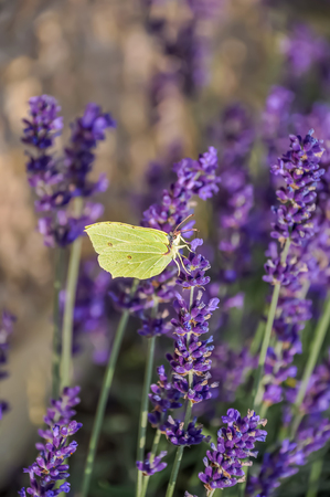 Lavender. Blooming purple lavender flowers and green grass in the meadows or fields. Yellow butterfly on a violet flower in summertime. Blurred natural dark background. Soft focus. Copy space.の写真素材