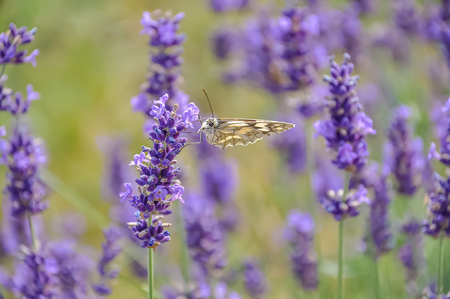 Lavender. Blooming purple lavender flowers and green grass in the meadows or fields. Butterfly on a violet flower in summertime. Blurred natural background. Soft focus. Copy space.の写真素材