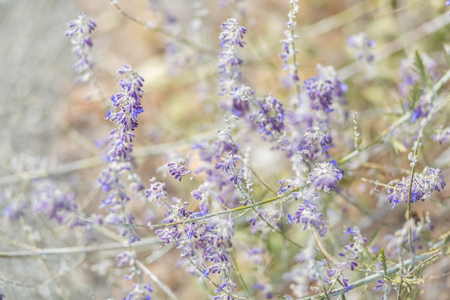 Lavender. Blooming purple lavender flowers and dry grass in the meadows or fields.Violet flower in autumn time. Blurred natural background. Art Toned image is out of focus. Softの写真素材