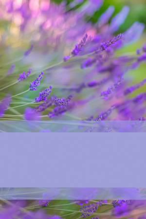 Lavender. Blooming purple lavender flowers and green grass in the meadows or fields.Violet flower in summertime. Blurred natural background. Toned image is out of focus. Soft focus. Mockup for text.の写真素材