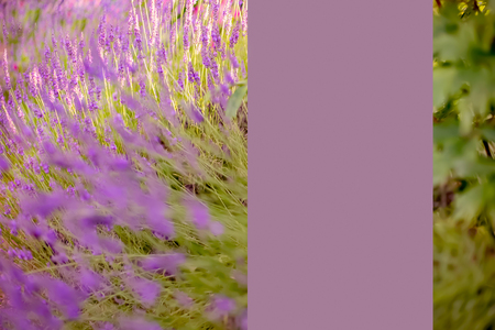 Lavender. Blooming purple lavender flowers and green grass in the meadows or fields.Violet flower in summertime. Blurred natural background. Toned image is out of focus. Soft focus.の写真素材