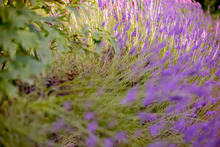 Lavender. Blooming purple lavender flowers and green grass in the meadows or fields. Violet flower in summertime. Blurred natural background. Toned image is out of focus. Soft focus. Art photography.の写真素材
