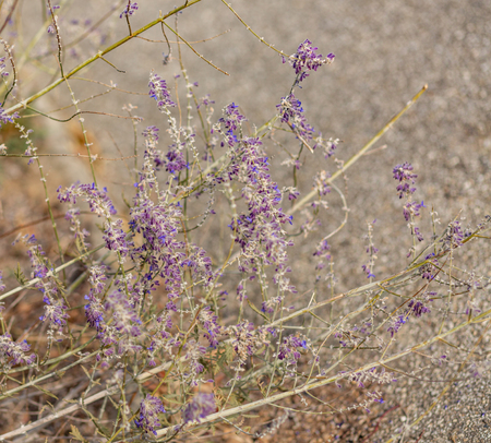 Lavender. Blooming purple lavender flowers and dry grass in the meadows or fields.Violet flower in autumn time. Blurred natural background. Art Toned image is out of focus. Softの写真素材