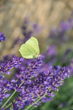 Lavender. Blooming purple lavender flowers and green grass in the meadows or fields. Yellow butterfly on a violet flower in summertime. Blurred natural dark background. Soft focus. Copy space.の写真素材