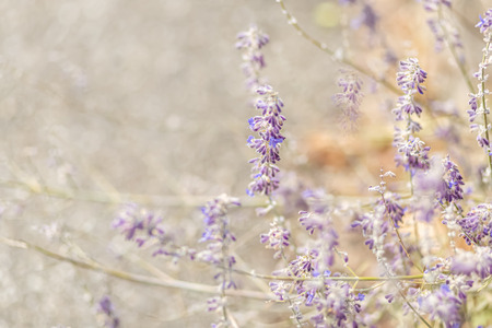 Lavender. Blooming purple lavender flowers and dry grass in the meadows or fields.Violet flower in autumn time. Blurred natural background. Art Toned image is out of focus. Softの写真素材