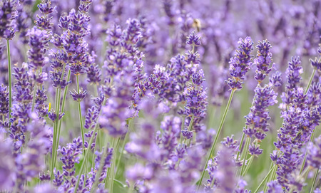Lavender. Blooming purple lavender flowers and green grass in the meadows or fields. Violet flower in summertime. Blurred natural background. Toned image is out of focus. Soft focus. Art photography.の写真素材