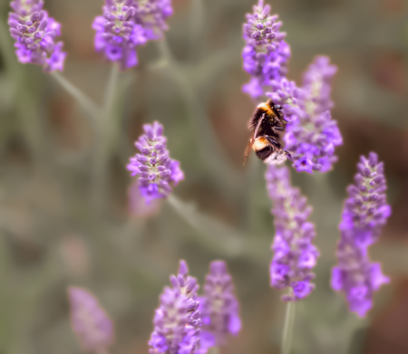 Lavender. Blooming purple lavender flowers and grass in the meadows or fields. Bumblebee on a lilac flower. Blurry natural background. Toned image is out of focus. Soft focus.の写真素材