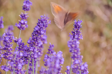 Lavender. Blooming purple lavender flowers and green grass in the meadows or fields. Blurry butterfly. Toned image is out of focus. Blurred natural dark background. Soft focus. Copy space.の写真素材