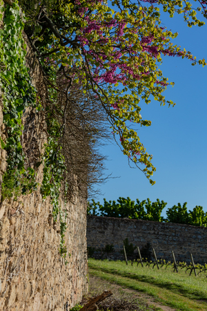 A blooming branch of red flowers on an old medieval french wall.Vineyards agriculture in spring. Blue sky. Art photography. Toned image. Soft focus.の写真素材