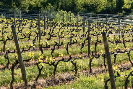 Wooden poles with stretched metal wire support the vineyard in sunny day. Vineyards agriculture in spring. Selective focus.の写真素材