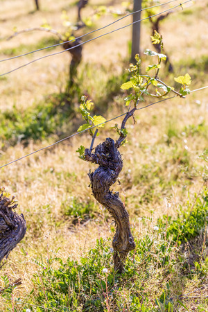 Young green leaves on an old French vine. Vineyards agriculture in spring. Sunny day. Vine in springtime. Soft focus. Closeup.の写真素材