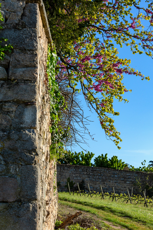A blooming branch of red flowers on an old medieval french wall.Vineyards agriculture in spring. Blue sky. Art photography. Toned image. Soft focus.の写真素材