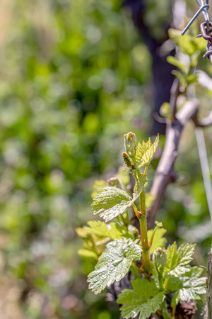 Young green leaves on an old French vine. Vineyards agriculture in spring. Vine in springtime. Soft focus. Closeup. Copy space. Bokehの写真素材