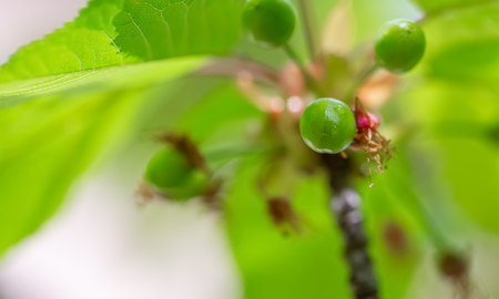 Sweet cherry ripens on a green tree in the spring. Fruit on the branch of sweet cherry in the garden. Nature blurred green bokeh background. Shallow depth of field. Toned image. Copy space.の写真素材