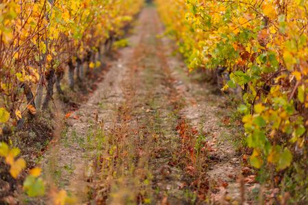 Vineyard in autumn. Dry grass and yellow leaves.の写真素材