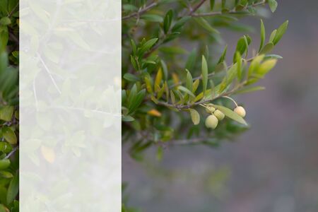 Background for photo montage. An olive tree branch with olives. Soft focus. Olive branch and blurry background. Mockup transparent for content. Copy space.の写真素材