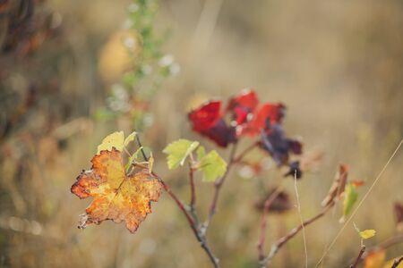 Autumn leaves of grapes. Grapevine in the fall. Autumn vineyard. Soft focus. Toned image.の写真素材