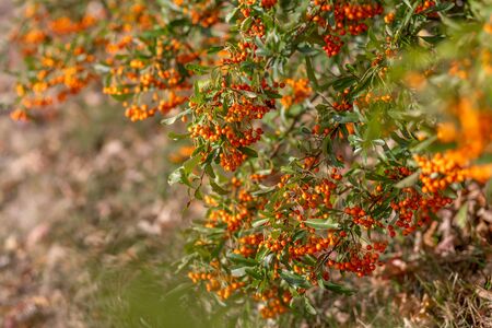 Hawthorn bush laden with berries in autumn. Decorative bush with orange berries. Small orange berries with green leaves. Soft focus. Toned imageの写真素材